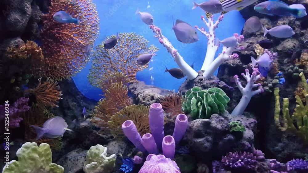 fish in the coral reef in Gulf of Thailand, in aquarium
