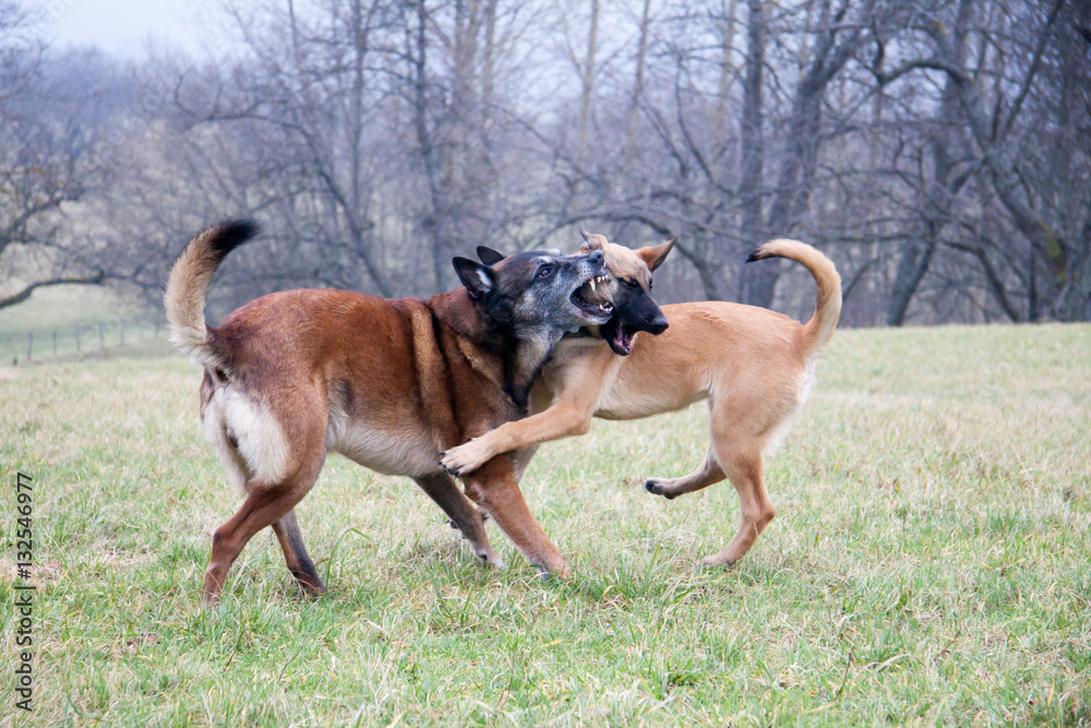 Choc frontal entre malinois.