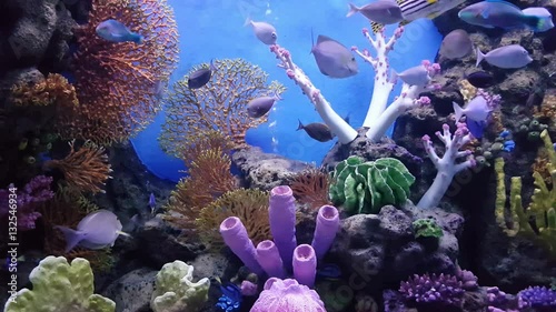 fish in the coral reef in Gulf of Thailand, in aquarium