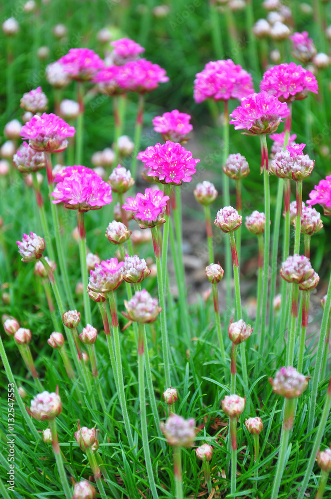 Grasnelke (Armeria maritima) Grasnelke (Armeria maritima)