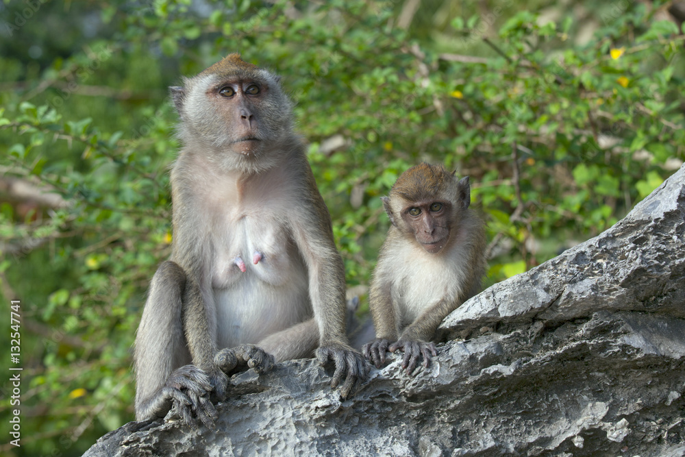 Mother and baby Crab-eating Macaque Macaca fasdicularisg 