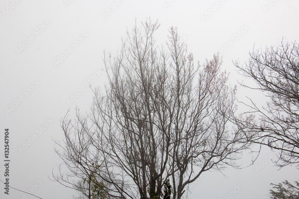 branch of tree and white sky,brown color of branch