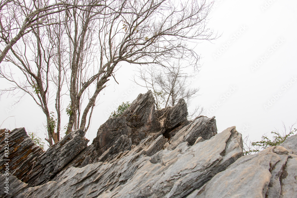 branch of tree and white sky,brown color of branch branch of tree and white sky,brown color of branch