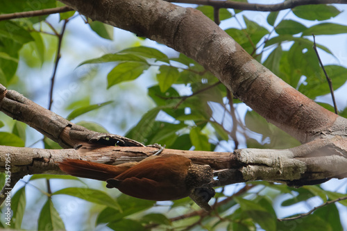 Le Grimpar talapiot à la recherche d'insecte sur sa branche en forêt de Guyane française
