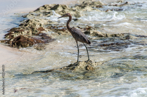 Mexican heron bird beach del carmen Yucatan 8