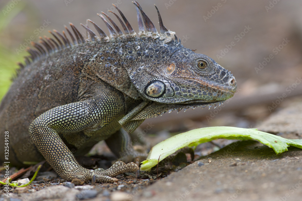 Green Iguana Igauna iguana Bay Island Honduras Carribean Ocean Green Iguana Igauna iguana Bay Island Honduras Carribean Ocean