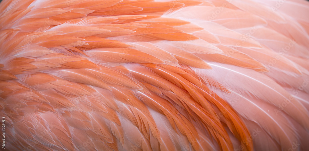 Naklejka premium Flamingo pióro różowe tło