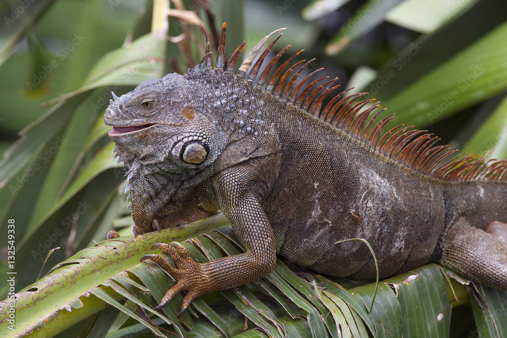 Green Iguana Igauna iguana Bay Island Honduras Carribean Ocean Green Iguana Igauna iguana Bay Island Honduras Carribean Ocean