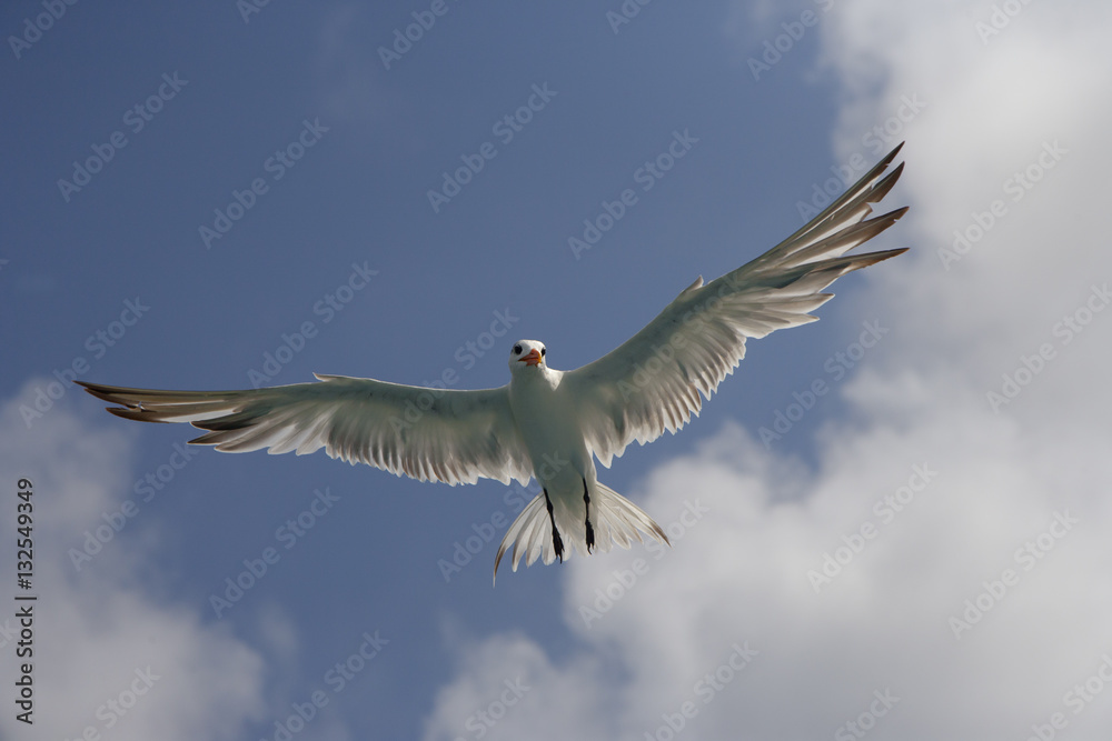 Obraz premium Royal Tern Sterna maxima in flight Fort Myers beach Florida USA