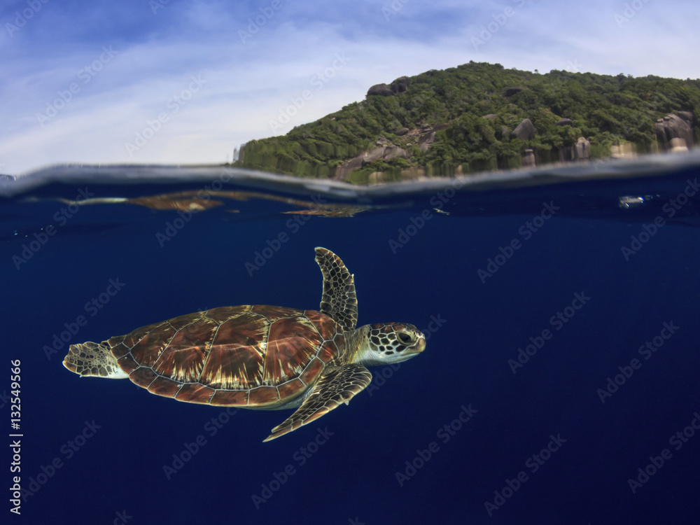 Sea Turtle over under split photo half and half