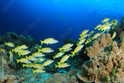 Fototapeta Naklejka Na Ścianę i Meble -  Underwater fish school on ocean coral reef