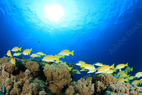 Fototapeta Naklejka Na Ścianę i Meble -  Underwater fish school on ocean coral reef