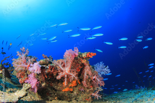 Underwater fish school on ocean coral reef