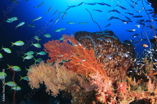 Underwater ocean coral reef and fish