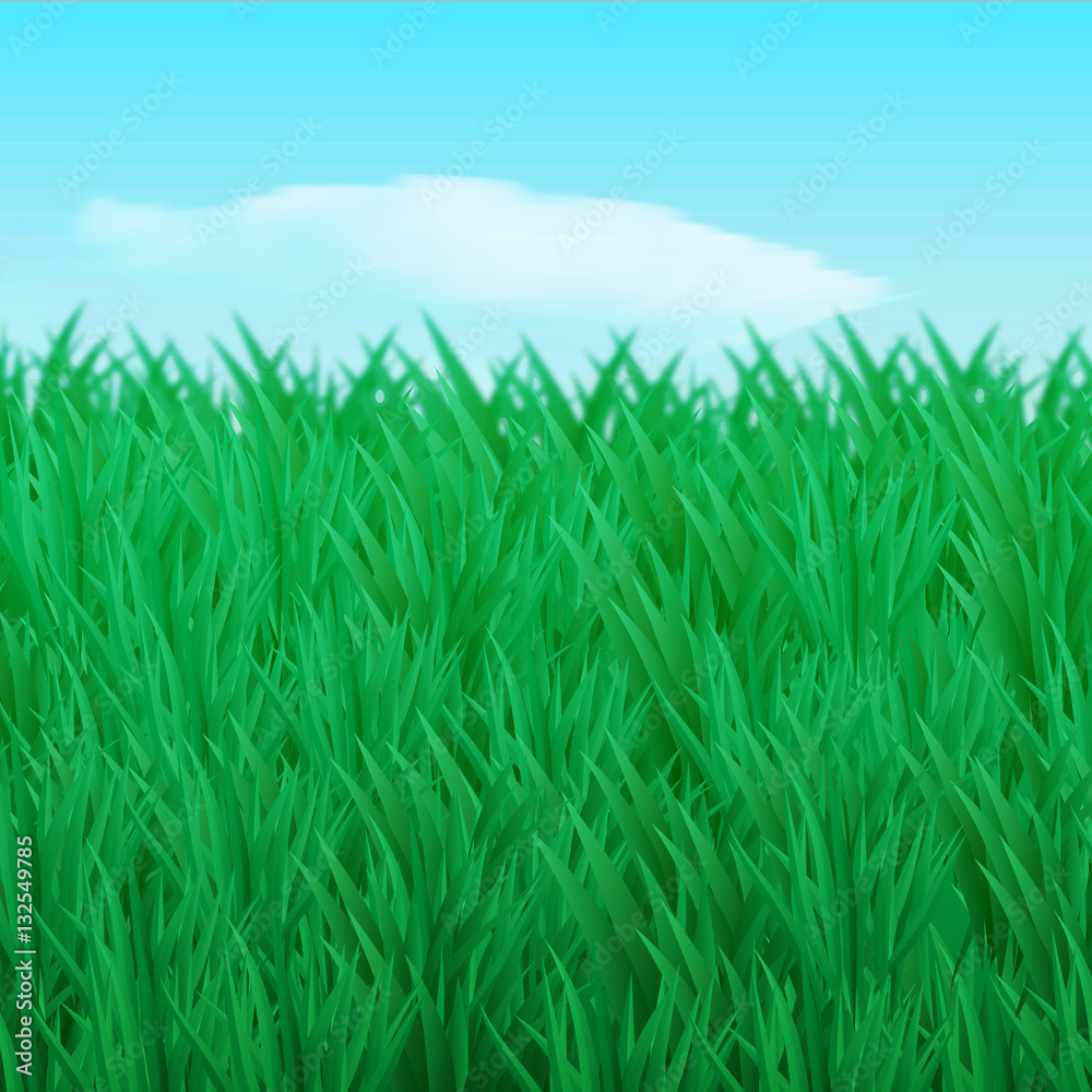 Fototapeta premium Vector illustration. The natural background. Thickets of green grass on the lawn, in the sky, the cloud. Design for brochure, business cards, banner.