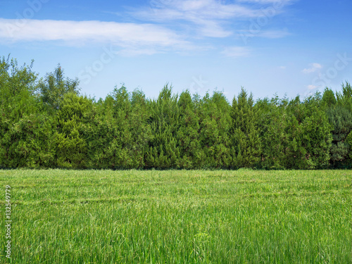 Green grass and trees