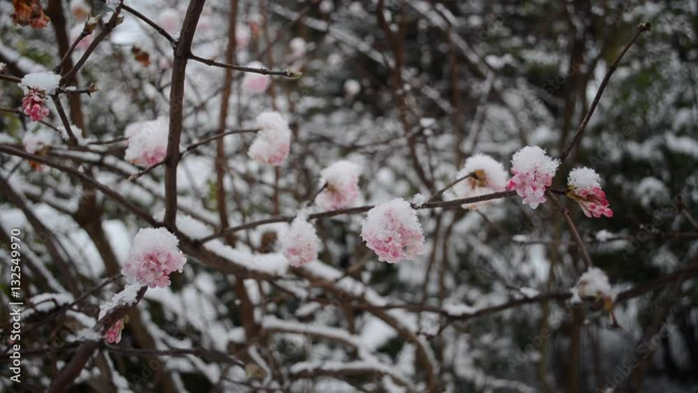 sakura blossoms in the snow and ice sakura blossoms in the snow and ice
