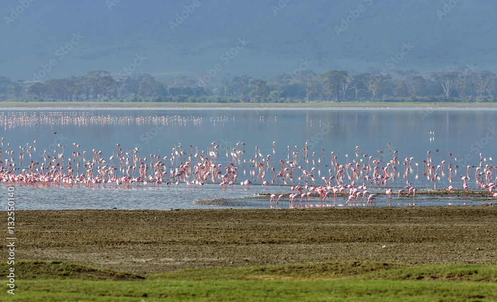 Fototapeta premium Millions of flamingos on lake in the Crater Ngorongoro - Tanzania, Eastern Africa