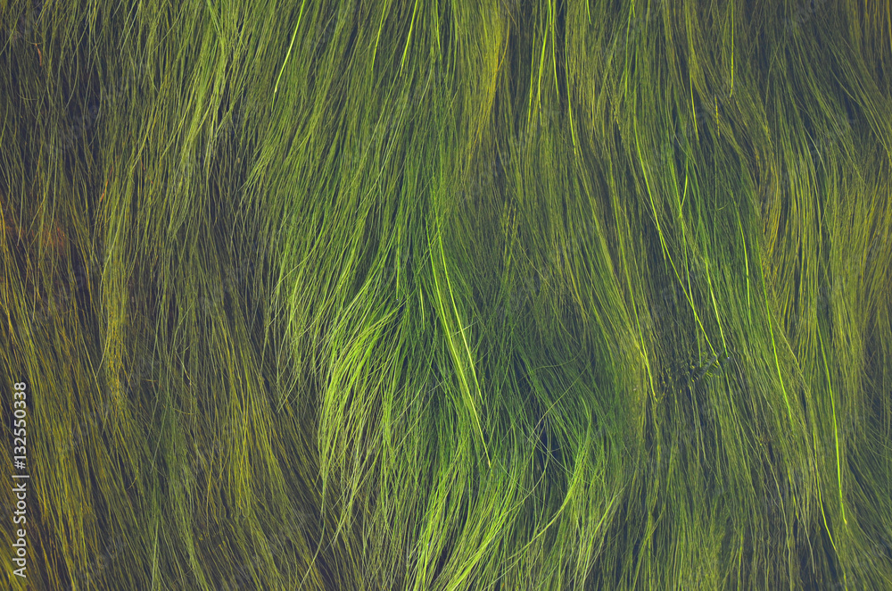 Long green aquatic grass waving in current of river. Long green aquatic grass waving in current of river.