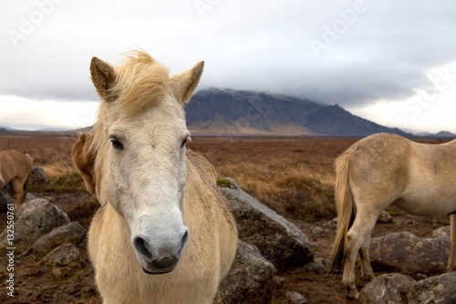 Icelandic Pony Portrait © kevin