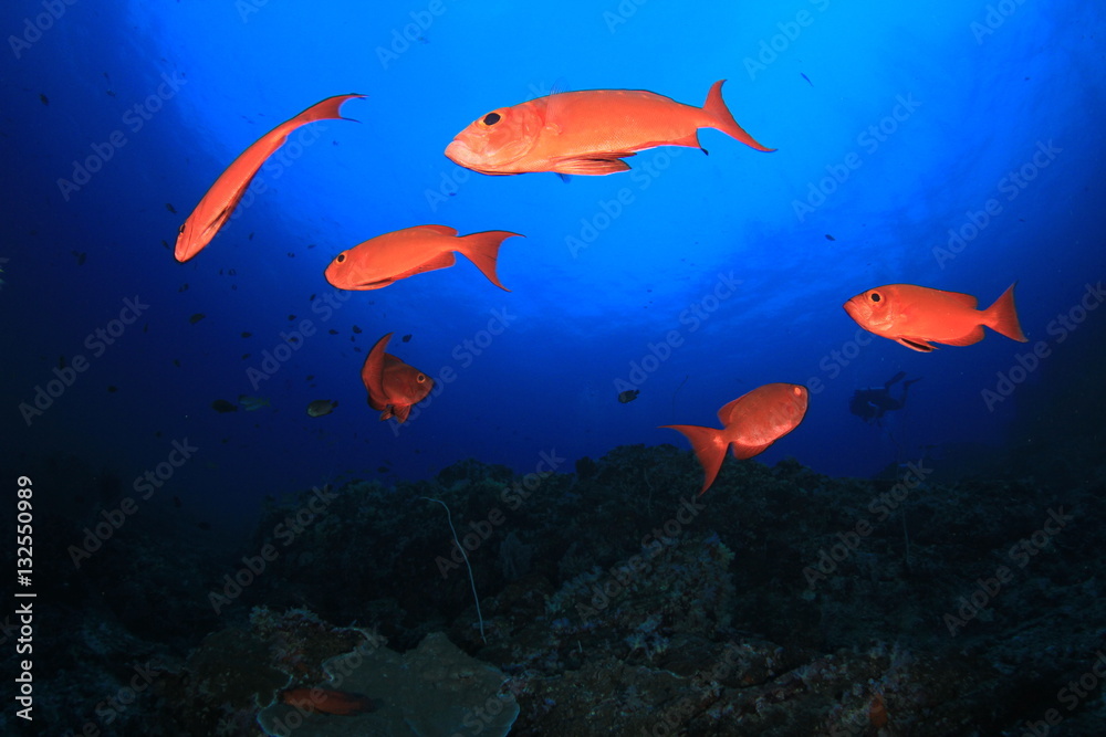 Fototapeta premium Underwater ocean coral reef and fish