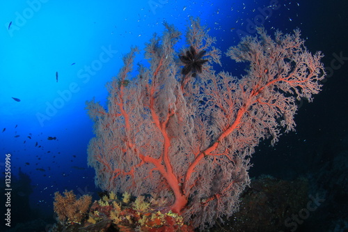 Fototapeta Naklejka Na Ścianę i Meble -  Underwater ocean coral reef and fish
