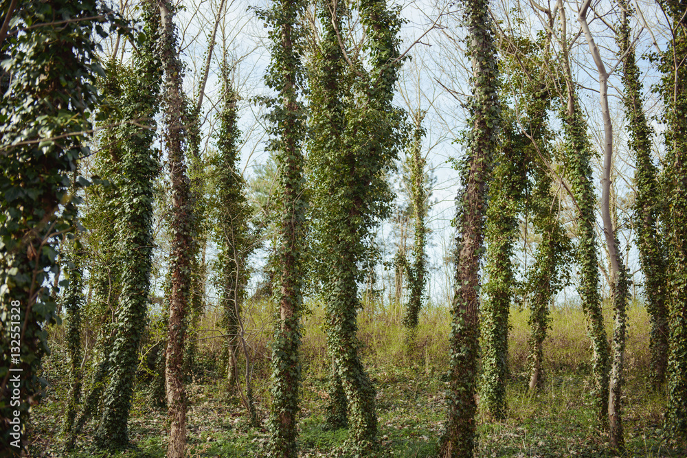tree covered with ivy tree covered with ivy