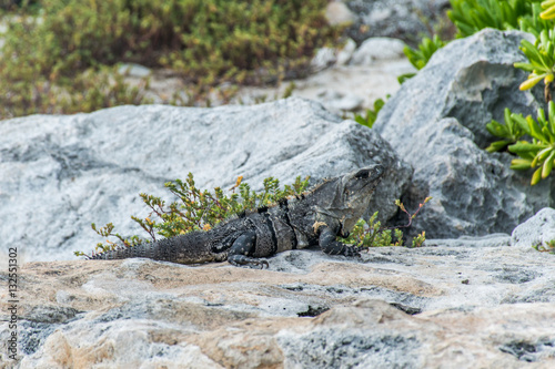 Mexico wildlife free iguana living lizard beach 5