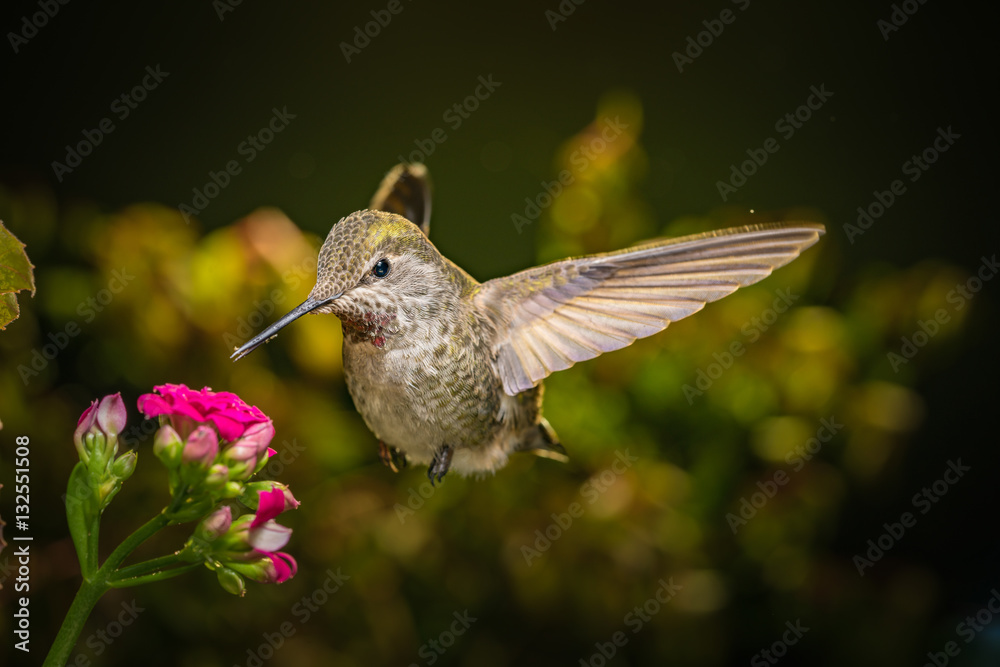 Fototapeta premium Hummingbird visits pink flowers