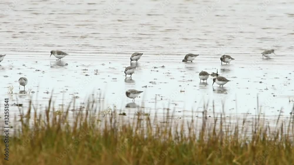 Dunlin - Dunlins from Dawlish Warren, England Dunlin - Dunlins from Dawlish Warren, England