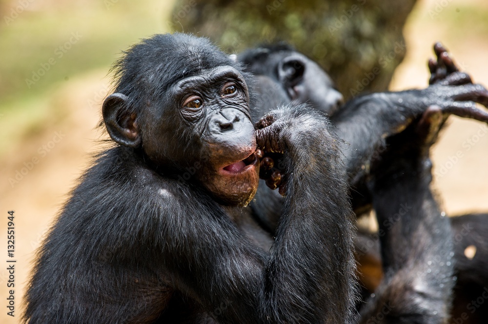 The portrait of eating juvenile Bonobo. The Bonobo ( Pan paniscus), called the pygmy chimpanzee. Democratic Republic of Congo. Africa The portrait of eating juvenile Bonobo. The Bonobo ( Pan paniscus), called the pygmy chimpanzee. Democratic Republic of Congo. Africa