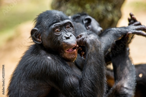 The portrait of eating juvenile Bonobo. The Bonobo ( Pan paniscus), called the pygmy chimpanzee. Democratic Republic of Congo. Africa