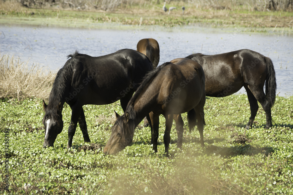 Wild Horses at Paynes Prairie State Park in Florida. Wild Horses at Paynes Prairie State Park in Florida.