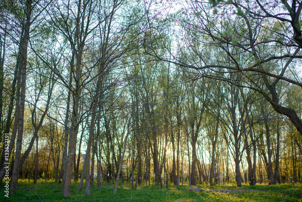 Beautiful nature at morning in the misty spring forest Beautiful nature at morning in the misty spring forest