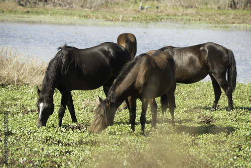 Wild Horses at Paynes Prairie State Park in Florida.