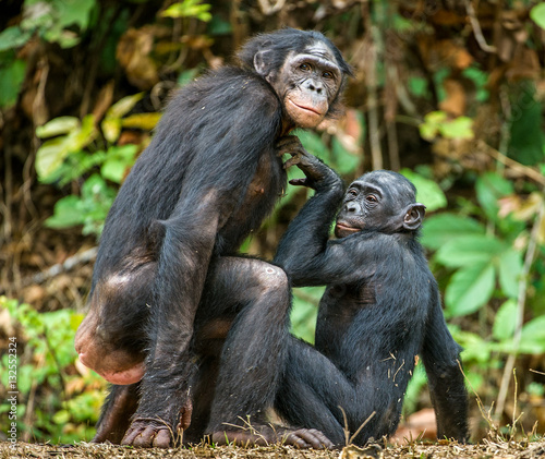 Bonobos mating. The bonobo   Pan paniscus   formerly called the pygmy chimpanzee and less often  the dwarf or gracile chimpanzee. Natural habitat. Democratic Republic of Congo. Africa
