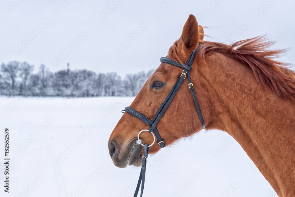 Portrait of horse head in winter
