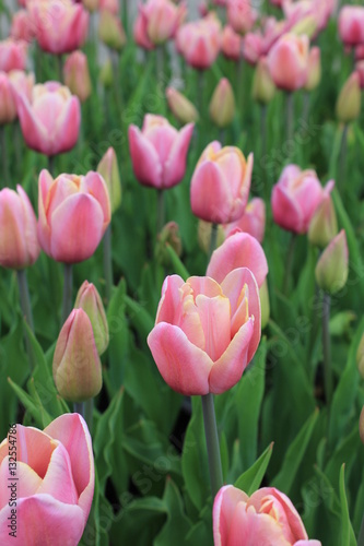 Pink Tulip Blossom
