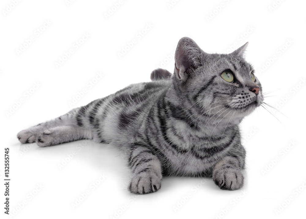 cat on white background.