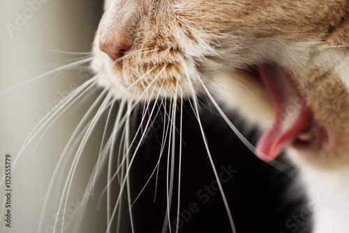 Obraz na plátně Yawning Cat