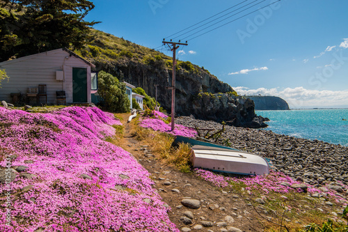 Spring flowers, Godley Head Park, Christchurch, New Zealand photo