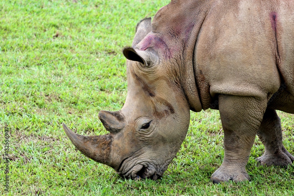 Obraz premium Rhinocéros