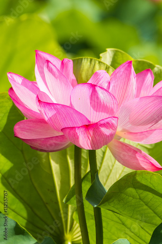 The Lotus Flower.Background is the lotus leaf.The shooting place is Shinobazunoike in Ueno Park in Ueno  Taito-ku  Tokyo Japan.