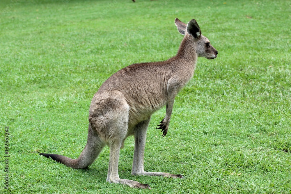 Fototapeta premium Kangourou
