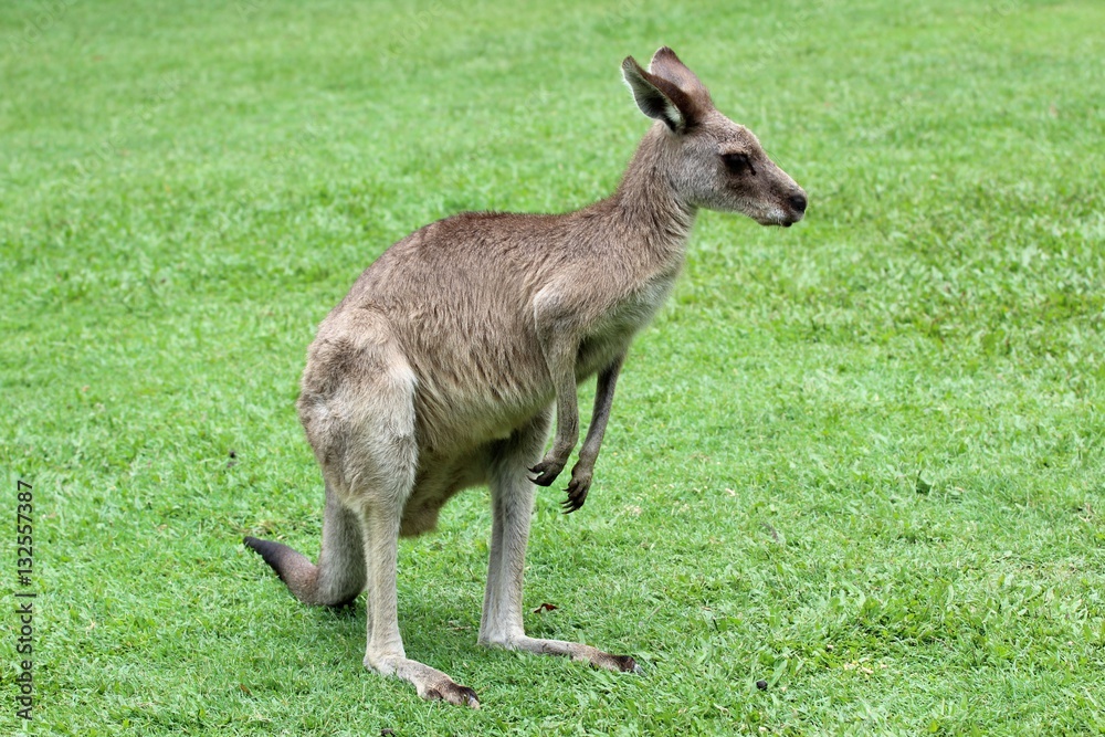 Fototapeta premium Kangourou