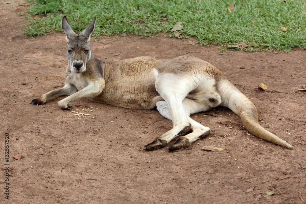 Fototapeta premium Kangourou