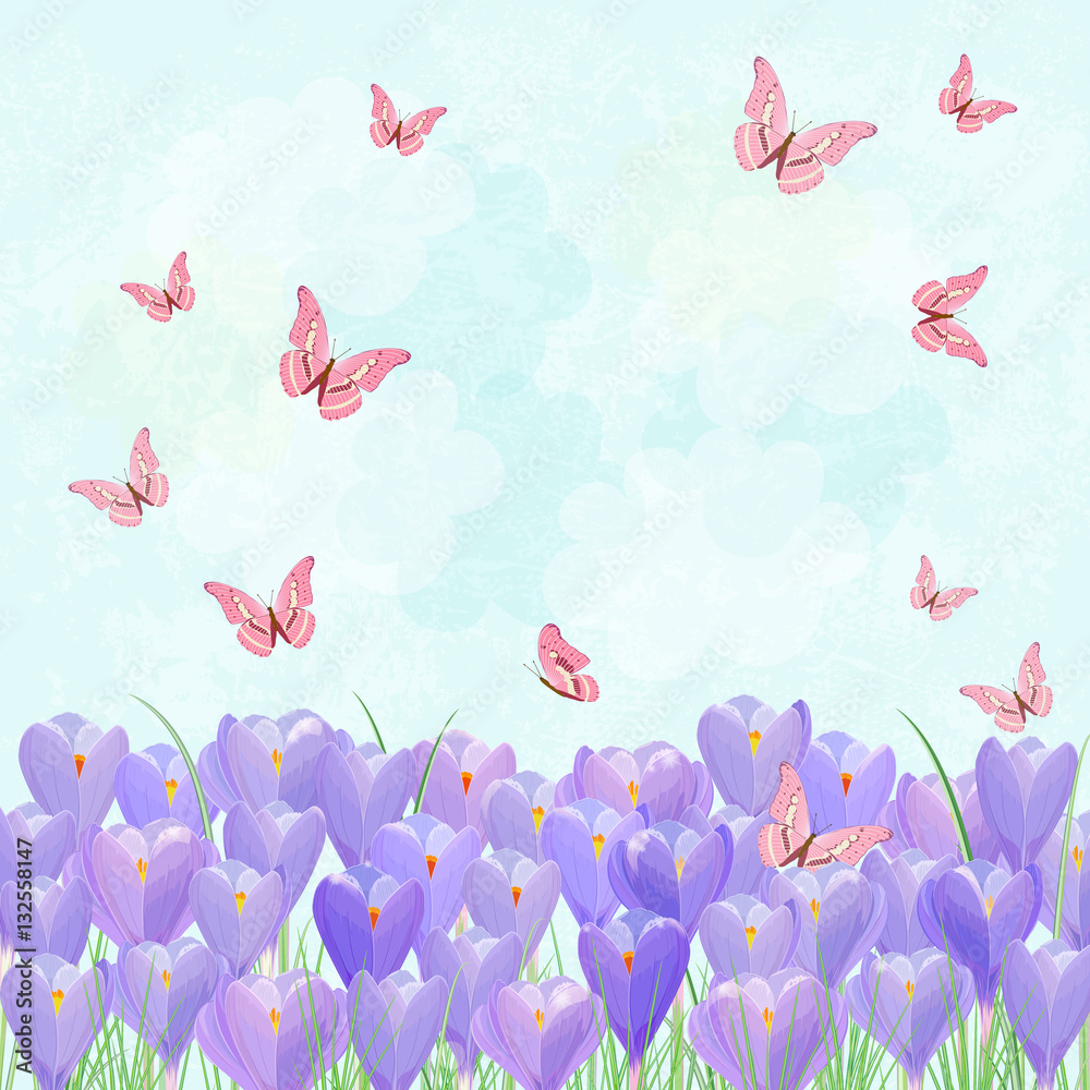 field of blooming crocus with flying butterflies for your design