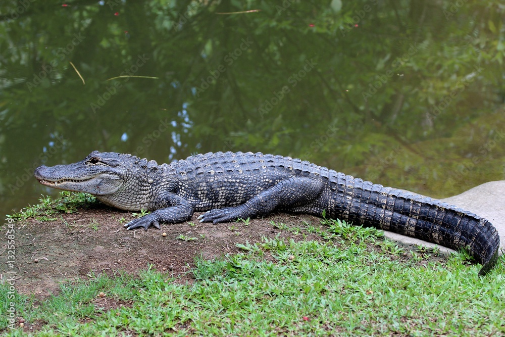 Fototapeta premium Alligator americain