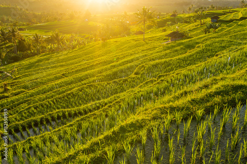 Beautiful sunrise over the Jatiluwih Rice Terraces in Bali  Indo