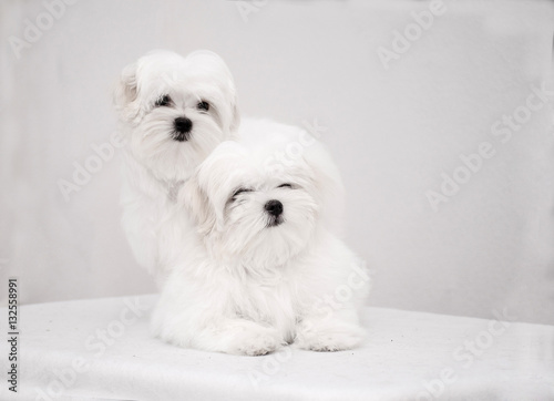 two white puppy on a white background